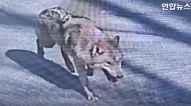 Вовк-утікач із зоопарку в Південній Кореї став інтернет-зіркою і викликав тривогу влади (ВІДЕО)