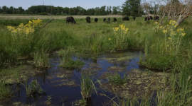 У Німеччині планують відновити торфовища для вологого землеробства та регулювання клімату
