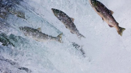 Дослідники попереджають про вплив кокаїну та інших речовин на поведінку лососів (ВІДЕО)