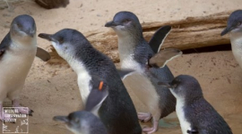 Видеоролик про малых пингвинов стал хитом YouTube
