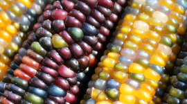 Чудо-продукт кукурудза: 8 варіантів використання