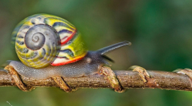   Заради порятунку барвистих равликів фотограф об'єднався з кубинськими вченими (ФОТО)
