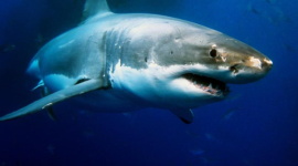 Самка акули на ім'я Нукумі вагою понад 1600 кг має намір перетнути океан (ВІДЕО)