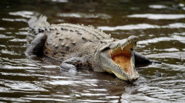 Мясо крокодила может вызвать анафилаксию у людей с аллергией на рыбу, предупреждают эксперты