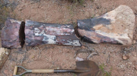 В Аргентині знайшли скам'янілість динозавра з довгою шиєю (ВІДЕО)