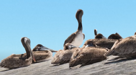 Десятки голодних і хворих пеліканів виявлено біля каліфорнійського узбережжя (ВІДЕО)