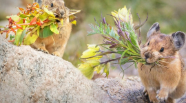 Чарівна пискуха робить запаси їжі на зиму з квітів (ФОТО)