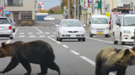 В Японії від нападу дикого ведмедя постраждали двоє поліцейських (ВІДЕО)