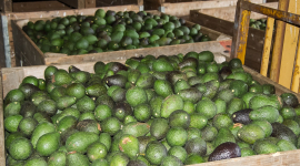 У Мексиці бандити вкрали 40 тонн авокадо з вантажних автомобілів