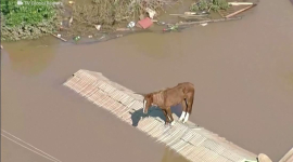 Спасатели спасают лошадь, застрявшую на крыше из-за наводнения в Бразилии