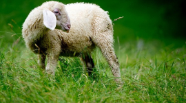 Родители детей, которые замучили овцу в Бельгии, могут понести наказание, заявляет GAIA