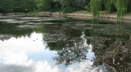 Киевлян призывают помочь очистить озеро на ВДНХ