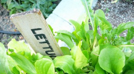 Салат-латук: растение-лекарь для улучшения крови