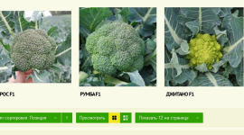 Где найти семена брокколи