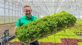 На Львівщині нідерландці побудували агроферму для вирощування салатів і помідорів