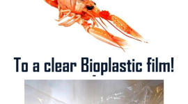 Биопластик из панцирей ракообразных — альтернатива неразлагаемым упаковкам