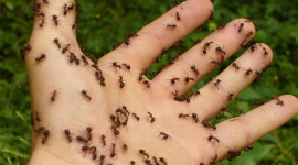 Найкращі ефірні олії для лікування укусів комах