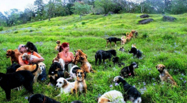 Унікальний притулок для тисячі тварин у горах Коста-Рики (ФОТО)