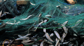 Вчені прогнозують, що більшість видів риб і ракоподібних до 2048 року зникнуть повністю