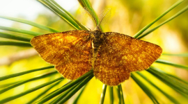 Нове дослідження: нічні метелики — колеги бджіл і невизнані генії запилення
