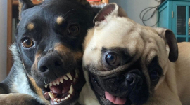 Емоційно курйозні фото собак, чиї мордочки говорять голосніше слів