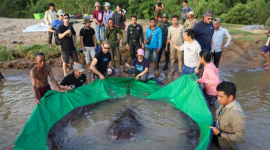 Камбоджиец поймал самую большую в мире зарегистрированную пресноводную рыбу