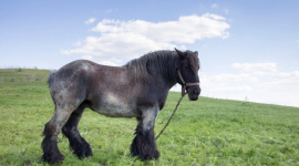 10 найвищих і найсильніших порід коней на планеті. ФОТОрепортаж