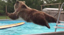 Видеоролик, как медведь купается в бассейне, стал хитом YouTube
