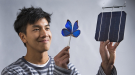 Крила метелика надихнули вчених на створення нових сонячних батарей (ВІДЕО)