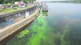 «Цвітіння» води: чи небезпечний зелений Дніпро