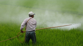 В Германии создали природный пестицид, который не вредит насекомым