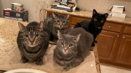 "Ми банда! І ми тут господарі" — кілька котів вдома роблять життя ще більш захопливим і веселим