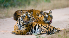 Мировая популяция тигров на 40 процентов больше, чем предполагалось ранее: Группа охраны природы