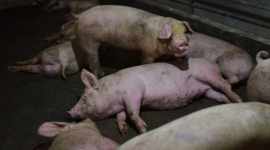Економіка Китаю погіршується: нестача кормів призводить до канібалізму серед свиней