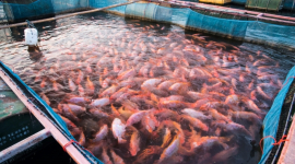 5 вагомих причин ніколи не їсти рибу, вирощену на рибній фермі
