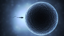 «Заговорщики» были правы: Вакцина Pfizer снижает количество сперматозоидов