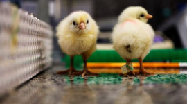 Генна технологія рятує курчат-самців від вибракування, не даючи їм вилупитися (ВІДЕО)