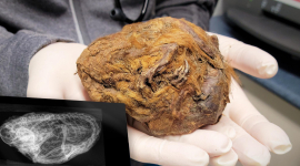 В Канаді знайшли «ідеально збереженого» ховраха віком 30 000 років (ФОТО)
