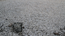 Тонны мёртвой рыбы чиновники Китая называют «обычным явлением»