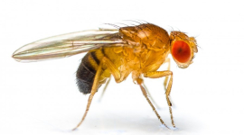 Что насекомые, живущие с хронической болью, дадут медикам?