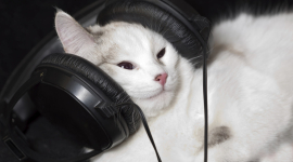 Учёные создали музыку для кошек