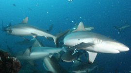 Дружба сірих акул збереглася на роки, — дослідження