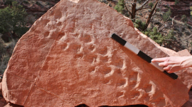 У Гранд-Каньйоні знайдені скам'янілості, яким 313 мільйонів років 