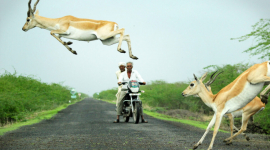 Фотограф запечатлел удивительный момент, как антилопы мчатся через дорогу. ФОТОрепортаж