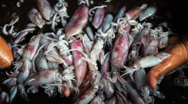 О пользе и вреде морепродуктов