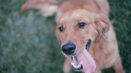 Согласно исследованию, собаки плачут от радости, когда воссоединяются со своими хозяевами