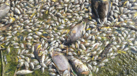 У ставку Донецького ботанічного саду загинула риба після витоку аміаку