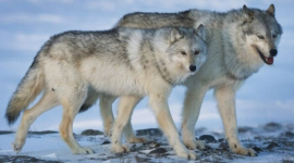 За побегом волков может стоять «злой умысел», сообщает зоопарк Большого Ванкувера