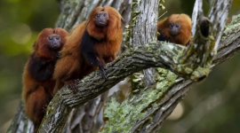 Ученые провозгласили возрождение золотистых обезьян Бразилии после желтой лихорадки