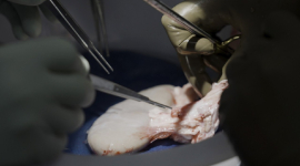 Свиная почка работает в донорском организме более месяца